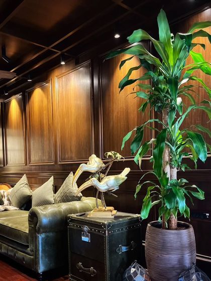 Rich, deep tones of wood paneling are effortlessly brought to life by a single statement plant. This Dracaena adds freshness and a natural element to a classic, sophisticated living room, proving that green goes with everything.