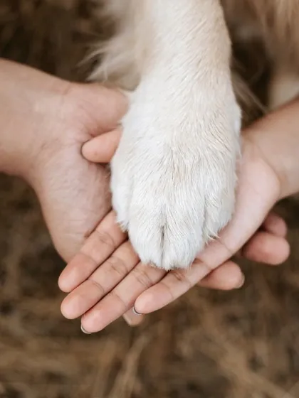 A simple, powerful image of a paw held gently in human hands. This photo represents the deep trust and unbreakable bond that I aim to capture in every family session.