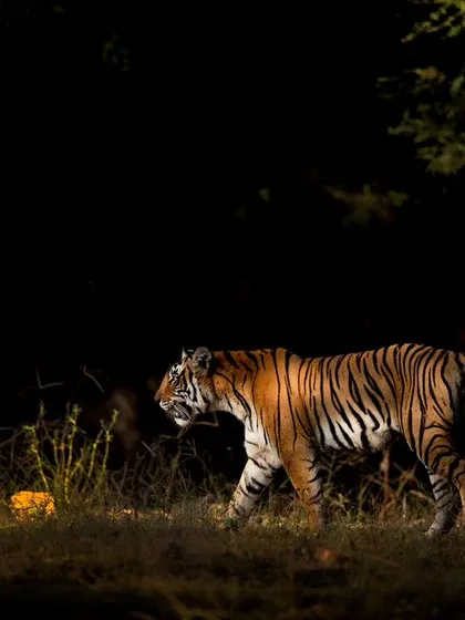 Riddhi on a gorgeous winter morning in Ranthambore. The light was perfect wherever she stepped, allowing for creative compositions like this low-key shot.
