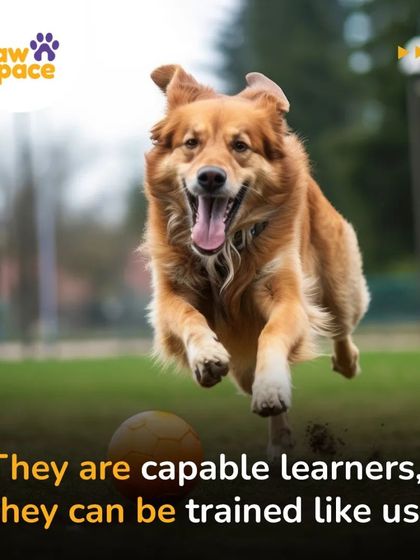 PawSpace - Pet Training The Human-Pet Connection photo 7