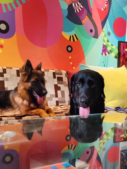 Our furry friends, Kai and a visitor, making themselves at home on the studio couch.