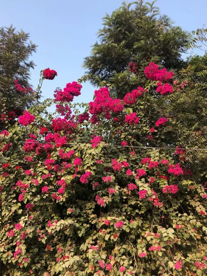 A massive, mature Bougainvillea bush, showing the incredible burst of color this plant can provide. I can source and plant specimens of all sizes.