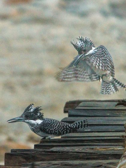 The male Crested Kingfisher just moments before landing. In this instance, the female flew away, and the male missed his chance.
