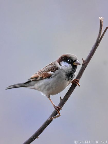 A classic portrait of a male House Sparrow.