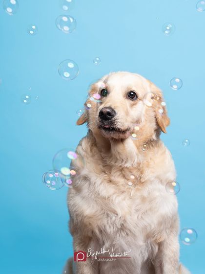 Pragalbh - Fine Art Pet Photography Studio Paw-traits photo 20