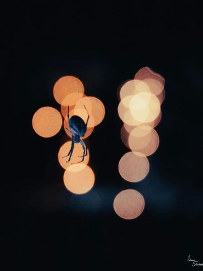 This is a single exposure of a Brown Sailor Spider against out-of-focus fairy lights. The composition creates a strong silhouette and uses the bokeh as a graphic background element, turning a simple scene into something more artistic.