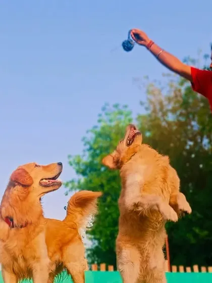 A team member playing with two eager Golden Retrievers. Interactive play is a huge part of our daily routine.