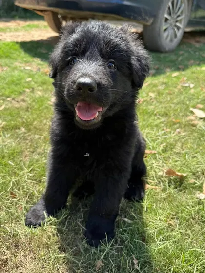 A beautiful, solid black GSD puppy from the "Wolf Pack" litter. We breed for both physical prowess and a social, stable mind. This pup shows the alertness and engagement we look for.