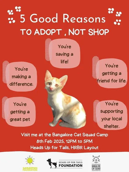 A Valentine's special adoption camp poster, giving you 5 good reasons to adopt, not shop. Visit us at HUFT to find a friend for life.