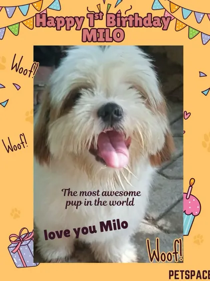 Happy 1st Birthday to the adorable Milo! We love celebrating milestones with our furry guests. From special treats to lots of extra cuddles, we make sure their big day is as special as they are. It's a joy to watch them grow up with us.