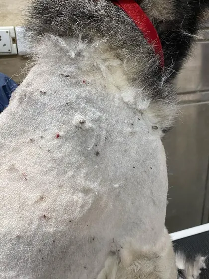 This is a close-up of a Husky's skin, showing a severe tick infestation that was causing extreme discomfort and health risks. In cases like this, a full shave is a medical necessity to remove all the pests.