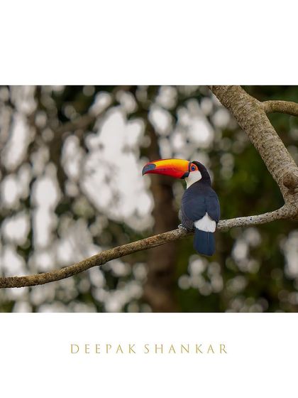 The Toco Toucan is a true icon of the tropics. That incredible, oversized beak is not just for show; it's a perfect tool for reaching fruit. It was a joy to photograph this vibrant bird.