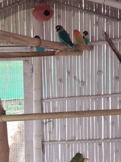 Meet our little African lovebirds. These colorful and chatty birds love to eat and sing, and their cheerful music adds to the farm's lively soundtrack.