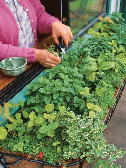 Hygrinz - Plant Sales & Gardening Supplies Hands-On Gardening Services photo 6