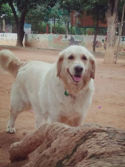 PetStepin - Pet Boarding & Daycare Portraits of Our Happy Guests photo 41