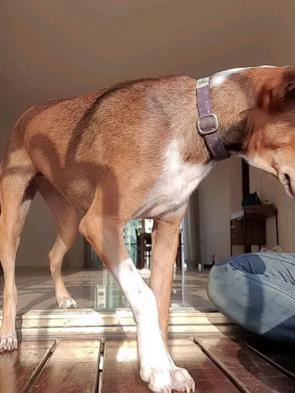 A reminder that dogs are always learning. Here, an Indie named Kiara is learning new tricks with some gentle guidance.