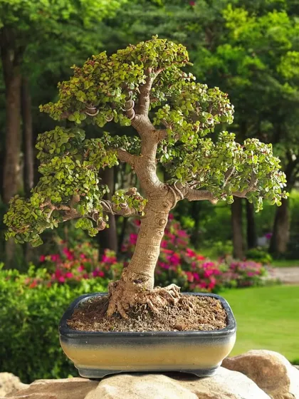 A Jade bonsai set against a lush garden backdrop. This image shows how a bonsai can be a beautiful focal point within a larger green space.