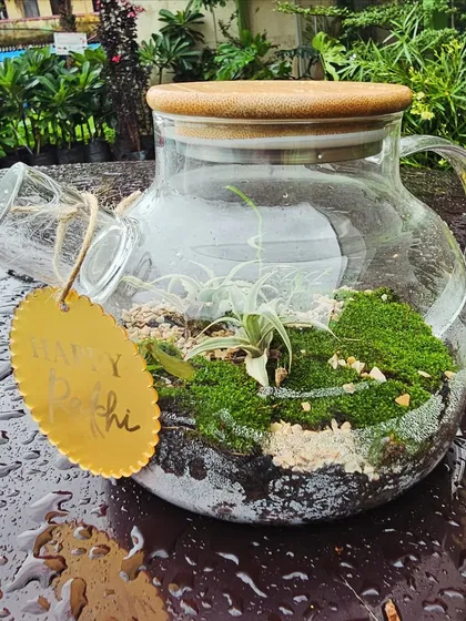 A special Rakhi gift. This self-sustaining terrarium in a teapot comes with a 'Happy Rakhi' tag, making it a unique and enduring present for a sibling.