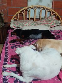 Cage-Free Dog Boarding