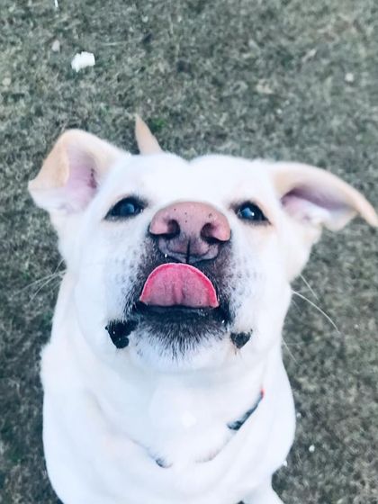 Tongue out Tuesday! This white Lab has the perfect pose for it.