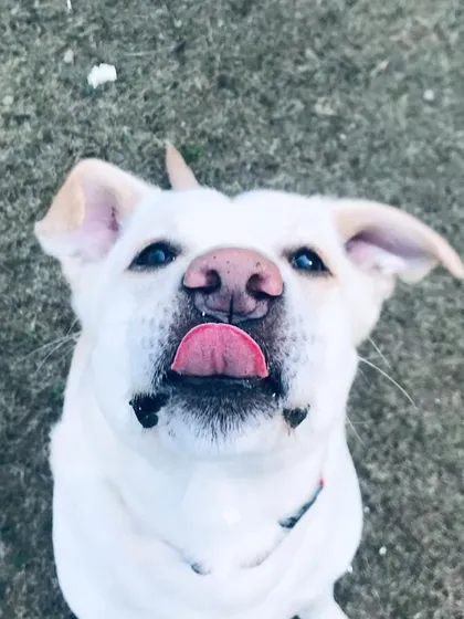 Another fantastic tongue out pose, this time from a happy white Labrador enjoying the day.