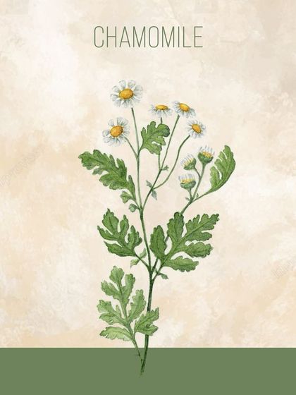 This illustration shows the Chamomile plant, known for its gentle, calming properties. Chamomile tea is widely used in Ayurveda to promote relaxation, reduce anxiety, and prepare the body for a restful night's sleep.
