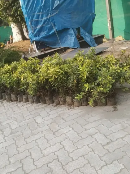 A row of healthy shrubs in nursery bags, ready for planting at a government project site. We supply high-quality plants from our own nurseries.