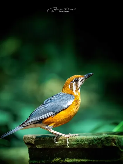 An Orange-headed Thrush pauses for a drink. The profile view shows off its slender beak and the subtle gradient of colours on its body.
