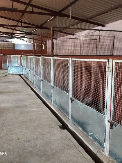 The long corridor of our kennel building, showing the numerous private spaces available for our furry guests.