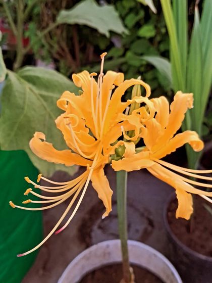 Bhardwaj - Urban Gardening Consultation A Riot of Colorful Flowers photo 208