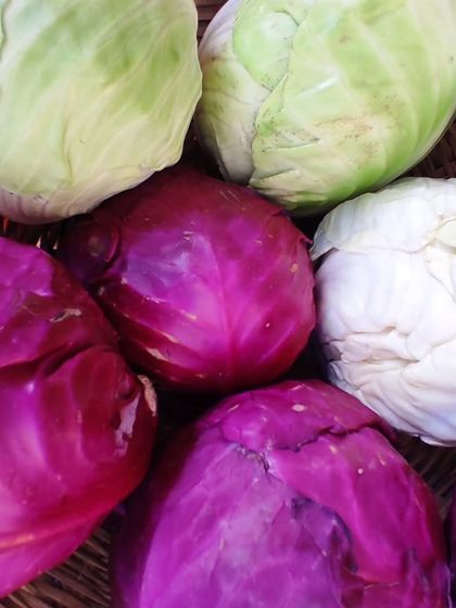 A close-up of red and white cabbages, showing the colourful variety of winter vegetables.