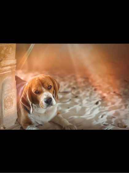 A wider version of the original portrait, showing Scamp relaxing in the sand before his AI-powered transformation into an action hero.