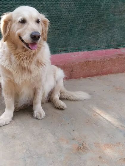 PetStepin - Pet Boarding & Daycare Portraits of Our Happy Guests photo 45