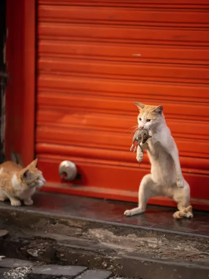 One cat proudly presents its catch to another, a fascinating social interaction between two street animals. This shot tells a story of hierarchy and survival in the urban jungle.