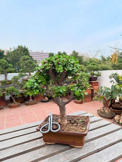 A close-up of a small Jade bonsai with pruning shears nearby, symbolizing the art and craft involved. This tree is ready for its new home, a perfect symbol of good luck.