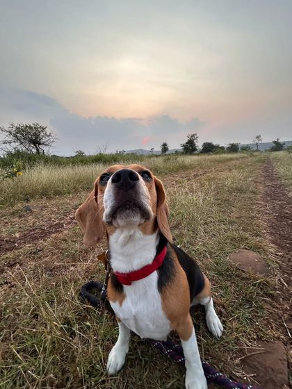 Another angle of a curious beagle on a hike, demonstrating how I encourage dogs to engage with their environment in a calm and controlled manner.
