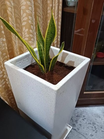 The Garden Hub - Landscape Design & Build Indoor Greening & Plant Styling photo 3