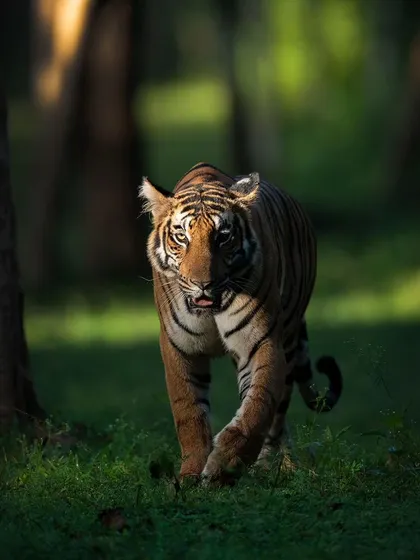 The young queen Magge of Kabini on a stroll in the first light of day. I've followed her since she was a cub, and watching her raise her own offspring is a testament to the enduring cycles of the jungle.