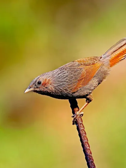 A Streaked Laughingthrush balances on a thin, rusty metal bar. The contrast between the natural bird and the man-made perch creates an interesting visual story.