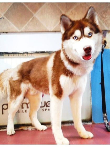 Those striking blue eyes really pop against a clean, well-groomed coat. This Siberian Husky is looking majestic and ready for his close-up after his spa treatment.