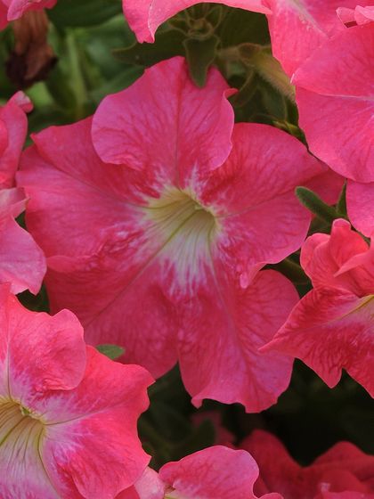 A vibrant pink petunia with a soft white center, creating a glowing effect. These flowers are perfect for brightening up any sunny spot.