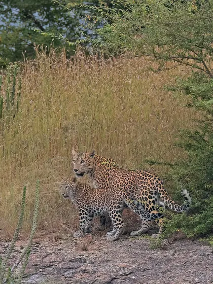 A mother leopard and her cub emerge from the brush in Jawai, Rajasthan. The image captures a tender moment of guidance and protection.