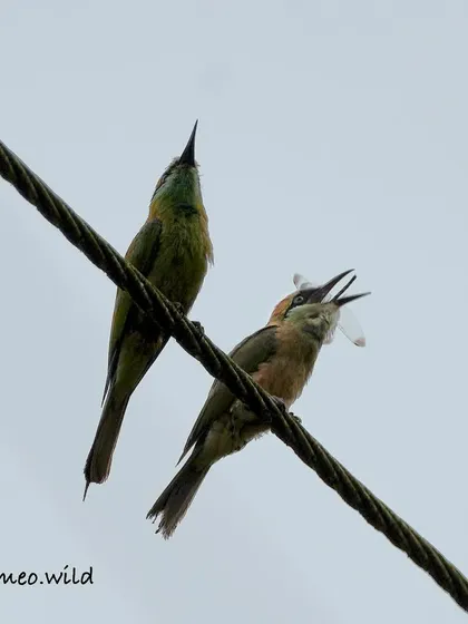 A Green Bee-eater with its catch. It's amazing to watch them toss their prey into the air and swallow it whole. This is a great action shot of natural behavior.