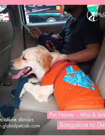 Global Pet Cab - Domestic Pet Relocation Train Travel: First-Class Coupe Journeys photo 15