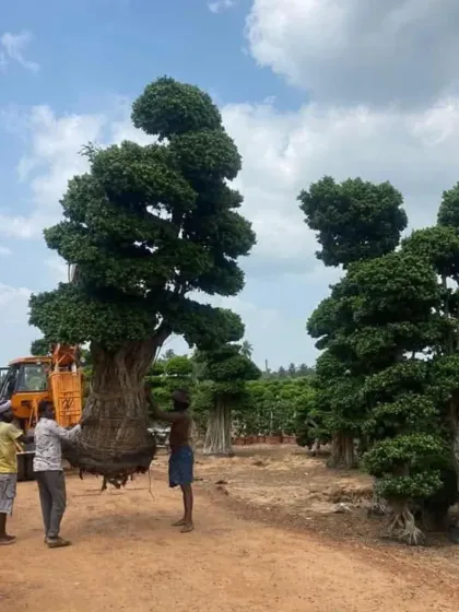 Transporting and installing extra-large specimen trees is a service I manage from start to finish. This photo shows my team using a crane to carefully position a massive, mature bonsai-style tree at a client's location.