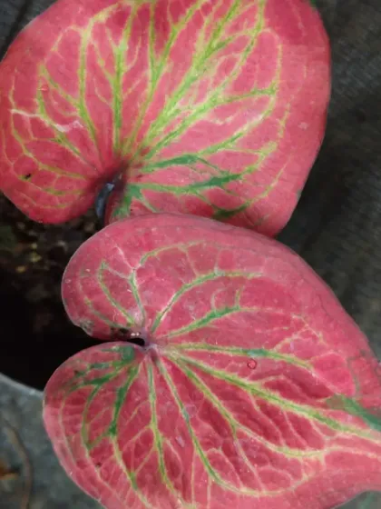 A close-up of a red Caladium with green veins.