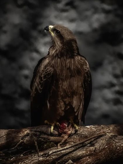 Lalith - Wildlife & Nature Photography Wings in Motion photo 32