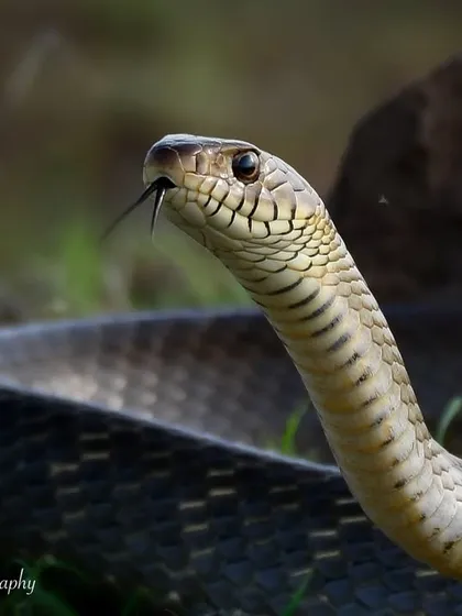 An Indian Rat Snake, or Dhaman, tasting the air with its forked tongue. These non-venomous snakes are incredibly fast and play a vital role in controlling rodent populations.