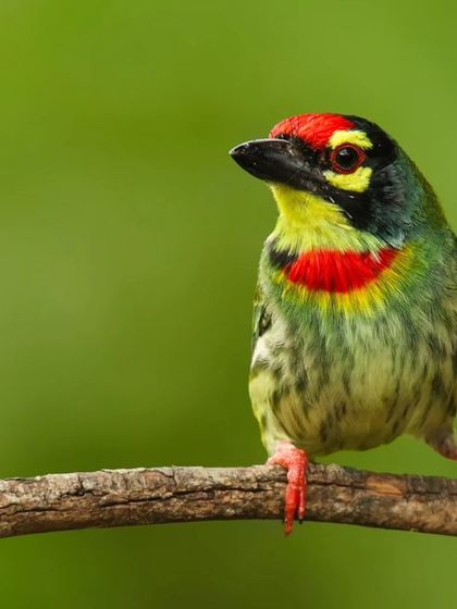 The Coppersmith Barbet is named for its metronomic, metallic call. This close-up portrait shows off its "painted" face with patches of red, yellow, and black.