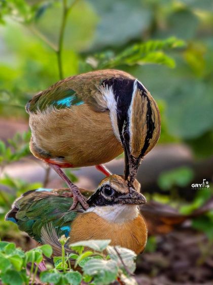 A pair of Indian Pittas during a courtship display. Capturing these interactions provides valuable insight into the social lives of these beautiful but secretive birds.